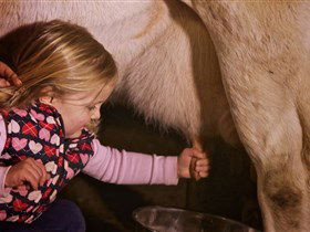 Hahndorf Farm Barn - Taree Accommodation 1