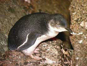 Granite Island Recreation Park - Taree Accommodation 1