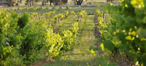 Bell River Estate Winery - Taree Accommodation 3