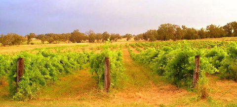 Bell River Estate Winery - Taree Accommodation 7