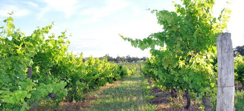 Bell River Estate Winery - Taree Accommodation 8