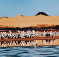 Coorong National Park - Taree Accommodation