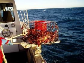 Lacepede Seafood - Taree Accommodation 1