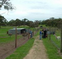Avenue Emus - Taree Accommodation