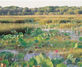 Fogg Dam Conservation Reserve - Taree Accommodation 0