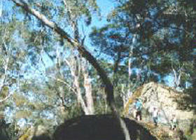 Dergholm State Park - Taree Accommodation 0