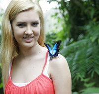 Australian Butterfly Sanctuary - Taree Accommodation