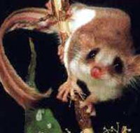 Carrowong Fauna Sanctuary - Taree Accommodation