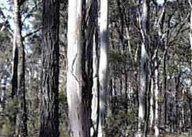 Kingower VIC Taree Accommodation