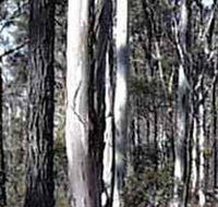 Kooyoora State Park - Taree Accommodation