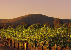 Taltarni Vineyards - Taree Accommodation 0