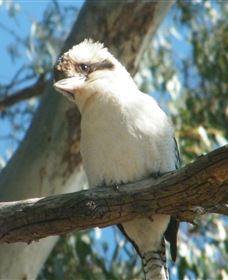 Bird Watching - Taree Accommodation 1