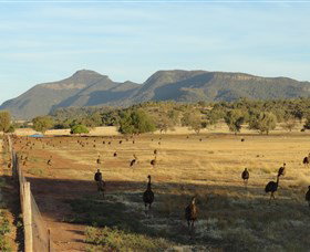 Emu Logic - Taree Accommodation 0