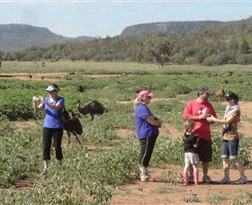 Emu Logic - Taree Accommodation 2