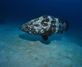 Castle Rock Dive Site - Taree Accommodation 3