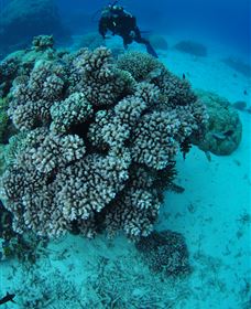 Castle Rock Dive Site - Taree Accommodation 2