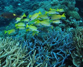 Castle Rock Dive Site - Taree Accommodation 0