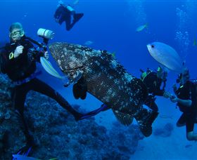 Castle Rock Dive Site - Taree Accommodation 1