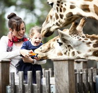Taronga Western Plains Zoo Dubbo - Taree Accommodation