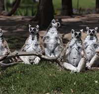 Savannah Visitor Plaza Taronga Western Plains Zoo Dubbo - Taree Accommodation