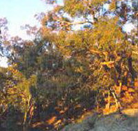 Mount Alexander Regional Park - Taree Accommodation