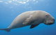 Dugong Sanctuary - Clairview - thumb 1