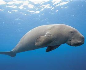 Dugong Sanctuary - Clairview - Taree Accommodation 1