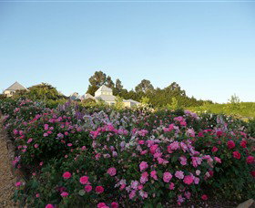 The Tangled Maze & Mistydowns Nursery - Taree Accommodation 3
