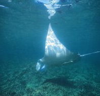 Manta Ray Bay Dive Site