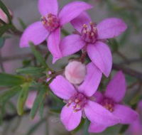 Self Drive Geology and Nature Trails - Taree Accommodation