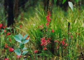Enfield VIC Taree Accommodation