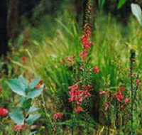 Enfield State Park - Taree Accommodation