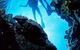 Caves And Canyons Dive Site - thumb 0