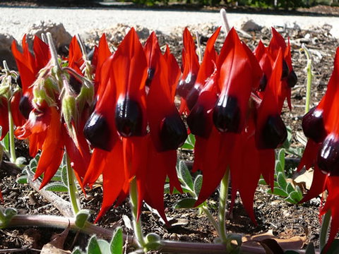 Australian Inland Botanic Gardens - Taree Accommodation 1