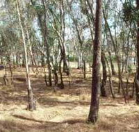 Chiltern-Mt Pilot National Park - Taree Accommodation