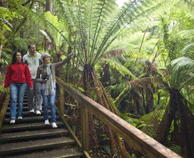 Beech Forest ACT Taree Accommodation