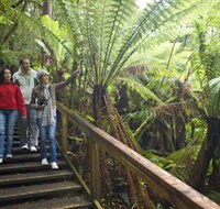 Otway Fly Treetop Adventures - Taree Accommodation