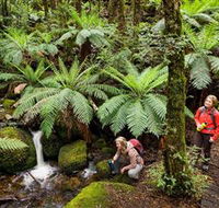 Baw Baw National Park - Taree Accommodation