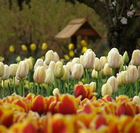Tulip Top Gardens - Taree Accommodation