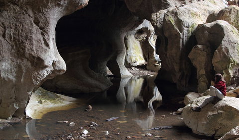 Fig Tree Cave - Taree Accommodation 2