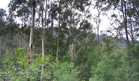 Bangadilly National Park - Taree Accommodation 1