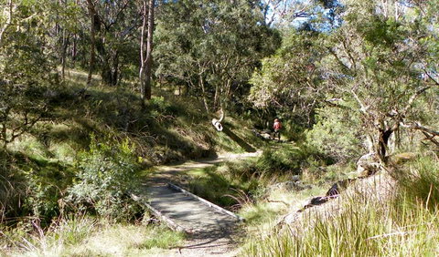 Wollomombi Walking Track - Taree Accommodation 0