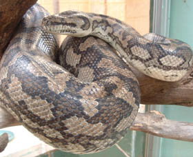 Armadale Reptile Centre - Taree Accommodation 0