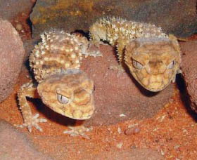 Armadale Reptile Centre - Taree Accommodation 1