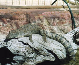 Armadale Reptile Centre - Taree Accommodation 2