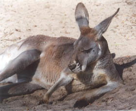 Armadale Reptile Centre - Taree Accommodation 3