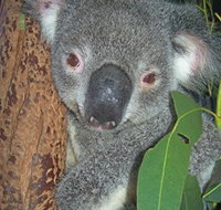 Hunter Valley Zoo - Taree Accommodation