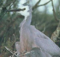 Jack Smith Lake State Game Reserve - Taree Accommodation