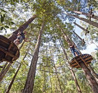 TreeTop Adventure Park Central Coast - Taree Accommodation