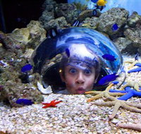 Sea Life Sunshine Coast - Taree Accommodation